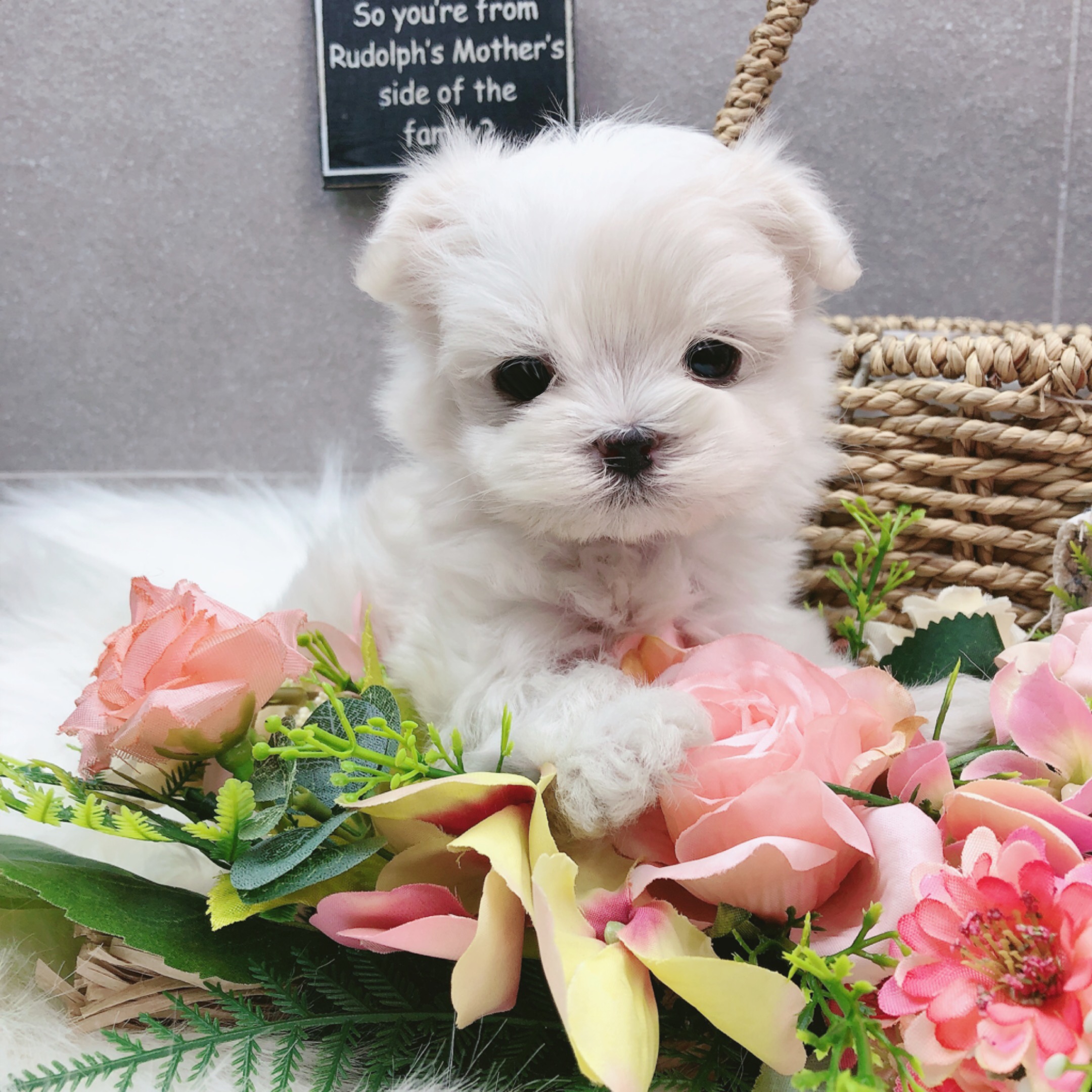 말티즈 입양합니다