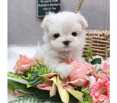 말티즈 입양합니다