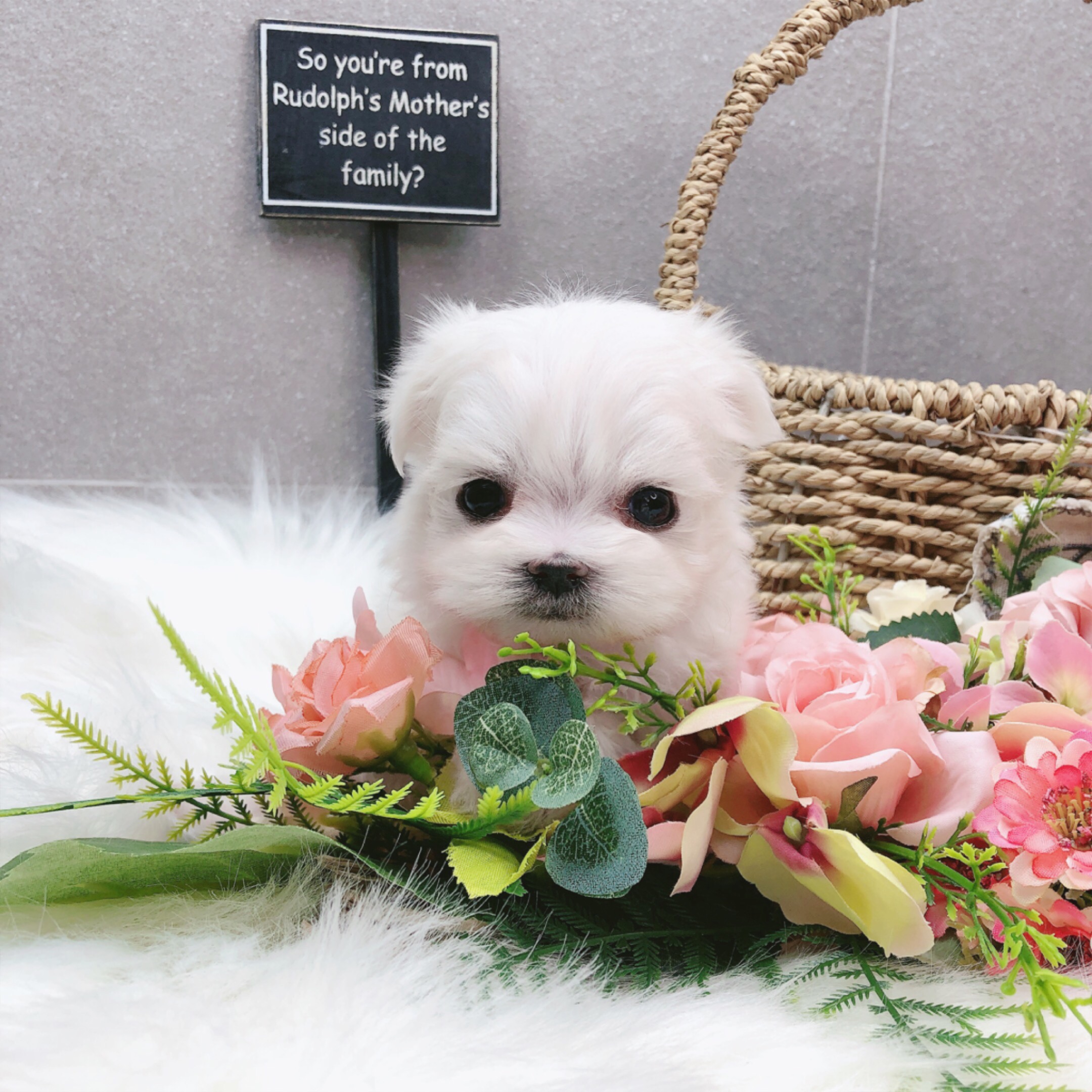 말티즈 입양합니다