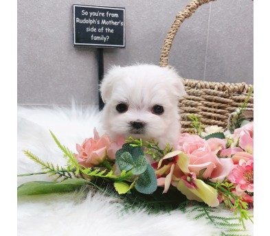 말티즈 입양합니다