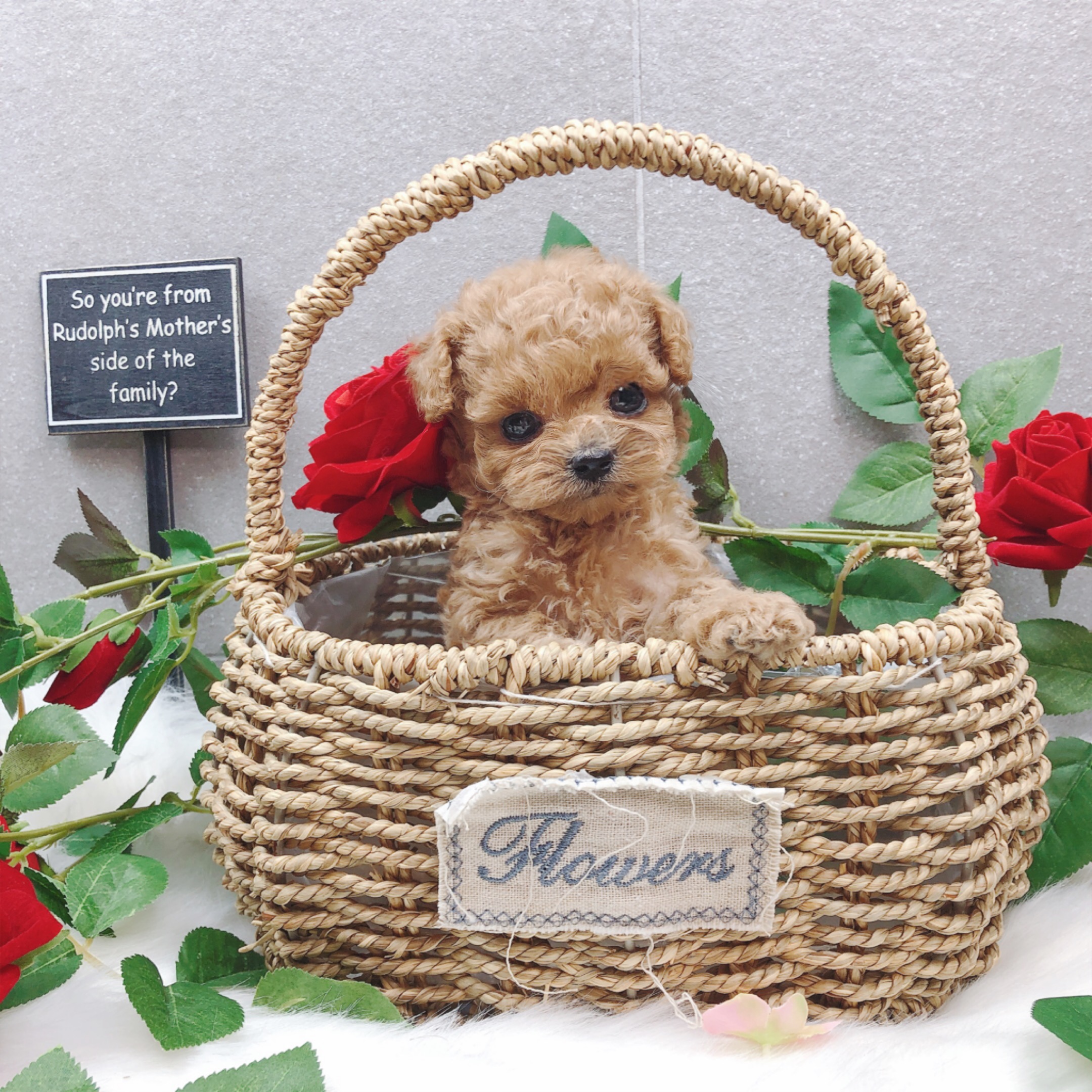 토이푸들 입양합니다