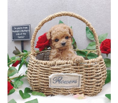 토이푸들 입양합니다