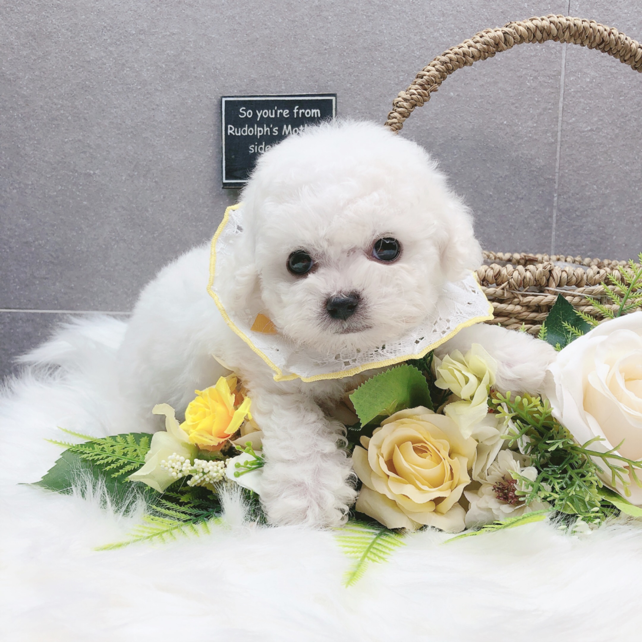 미니비숑 입양합니다