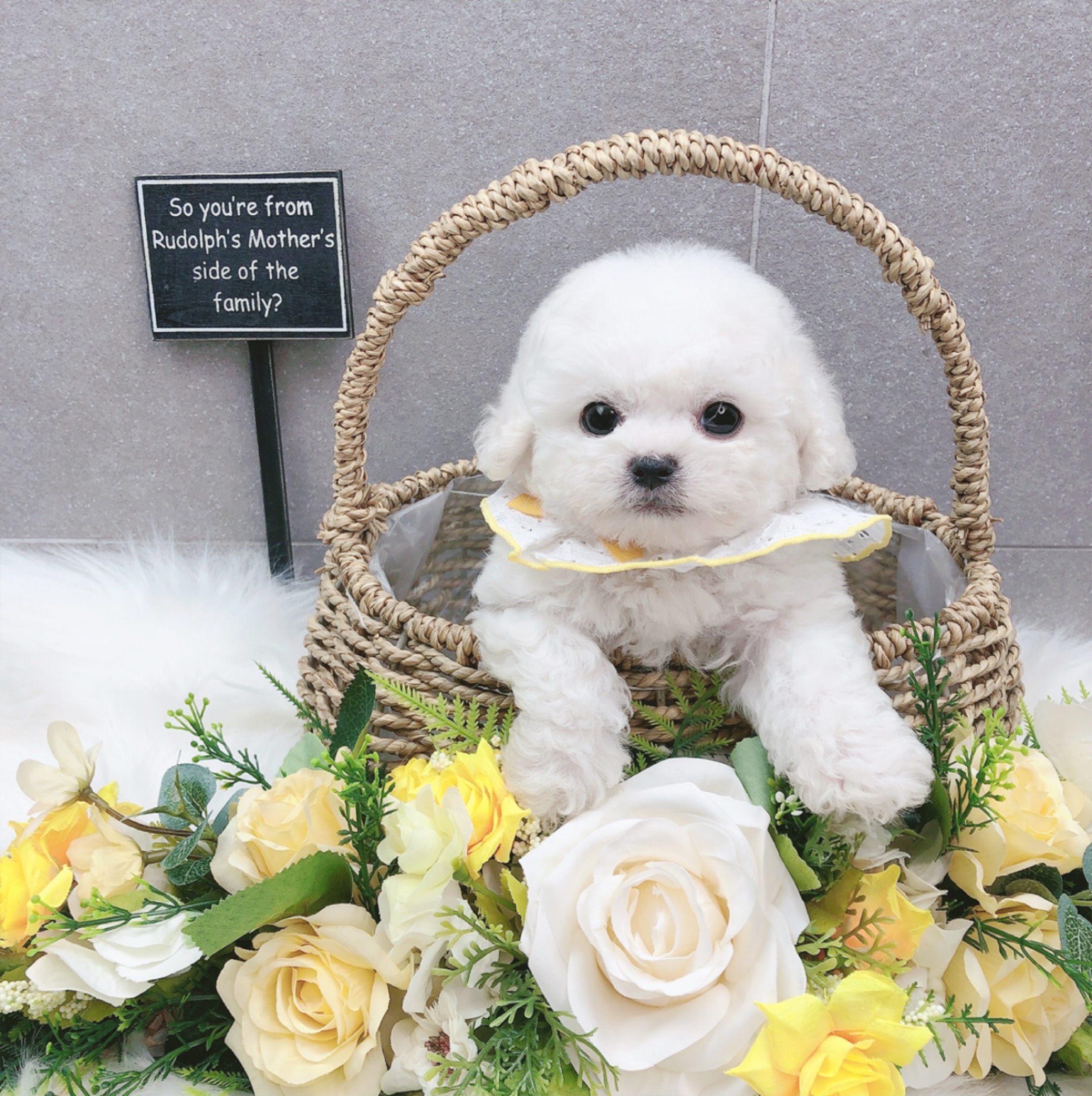 미니비숑 입양합니다