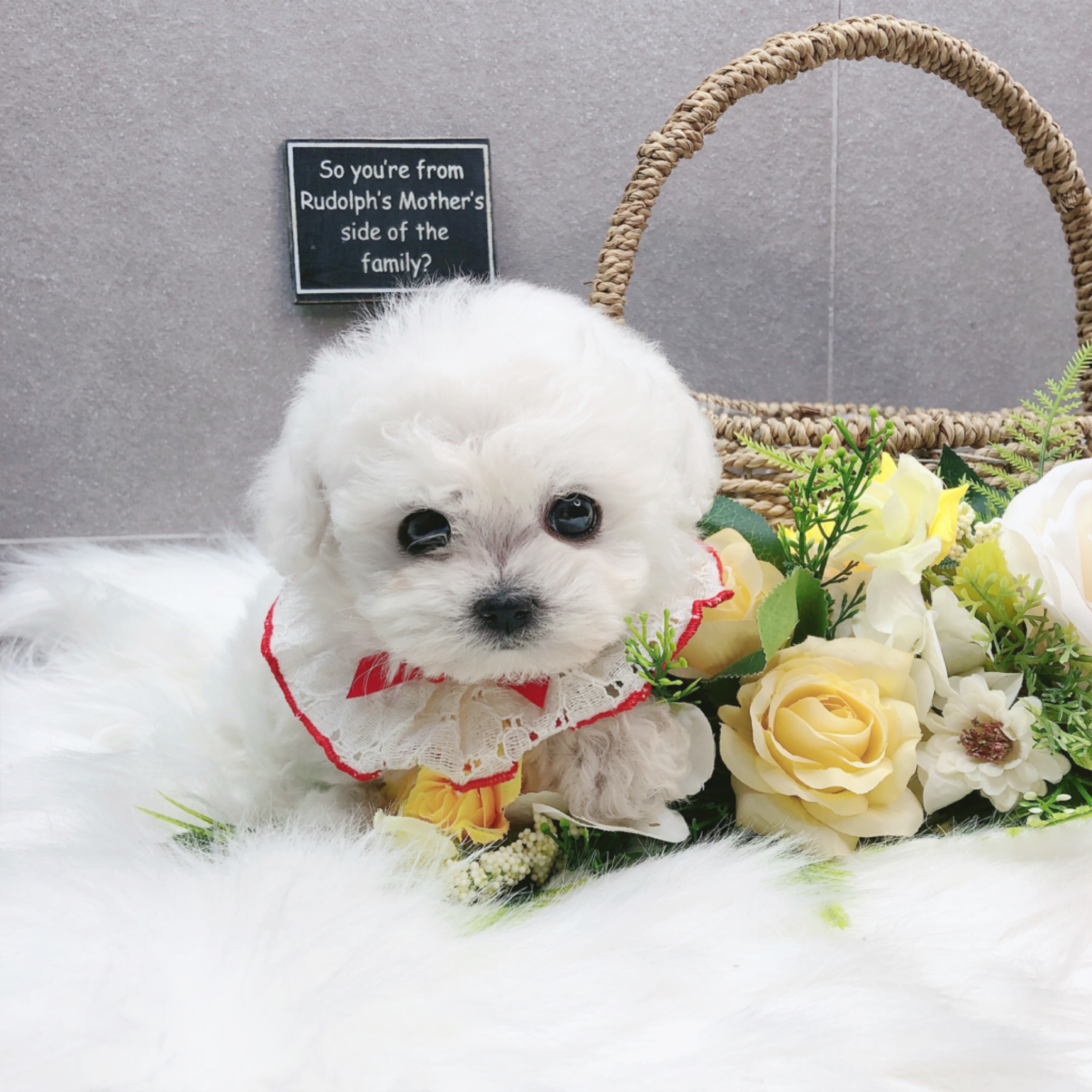 미니비숑 입양합니다