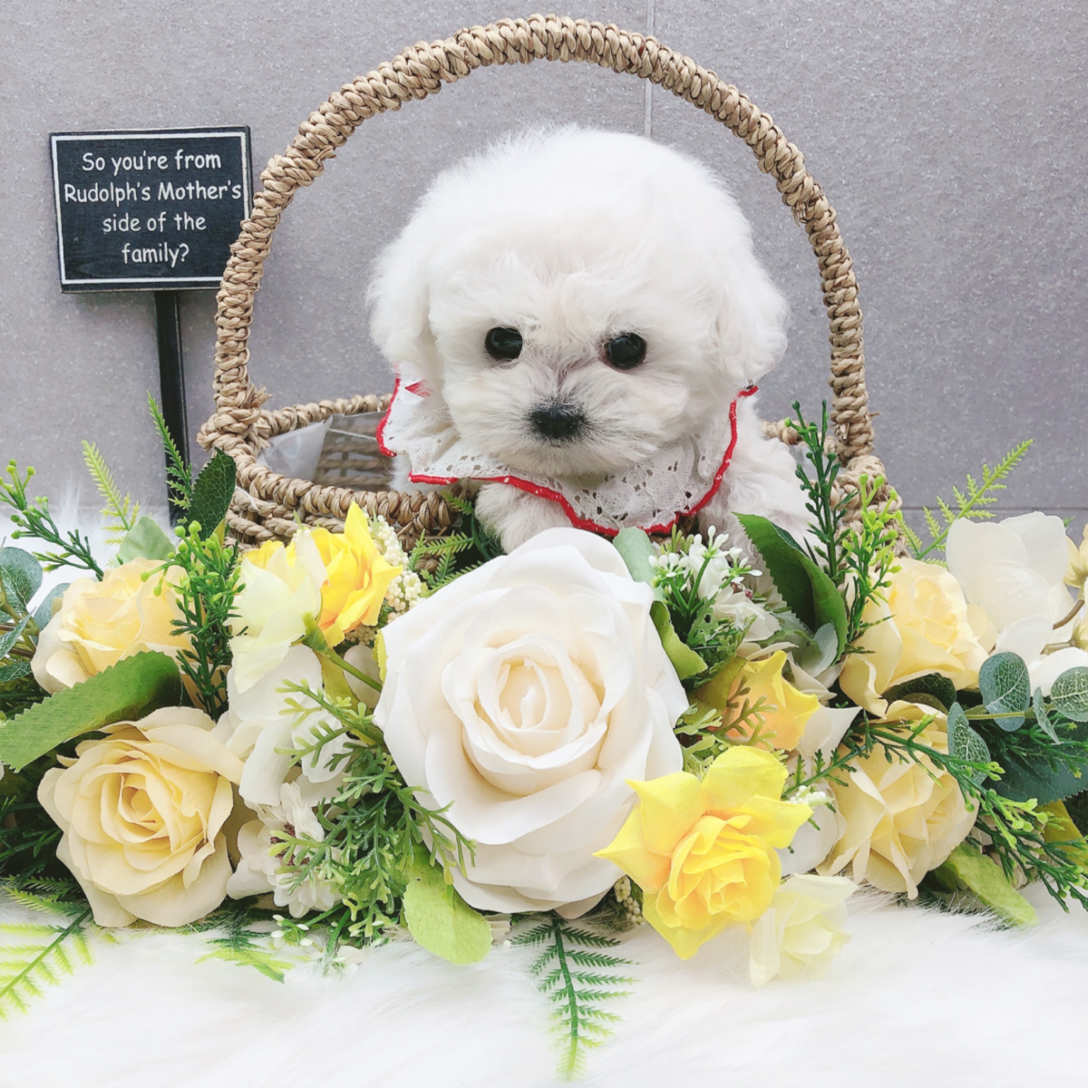 미니비숑 입양합니다