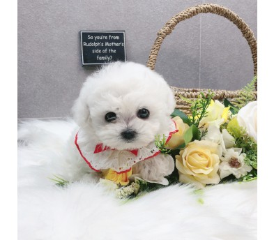 미니비숑 입양합니다