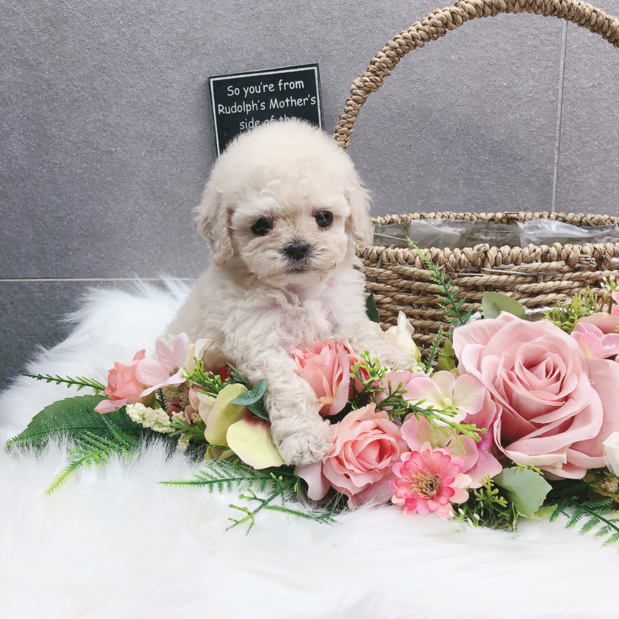 토이푸들 입양합니다