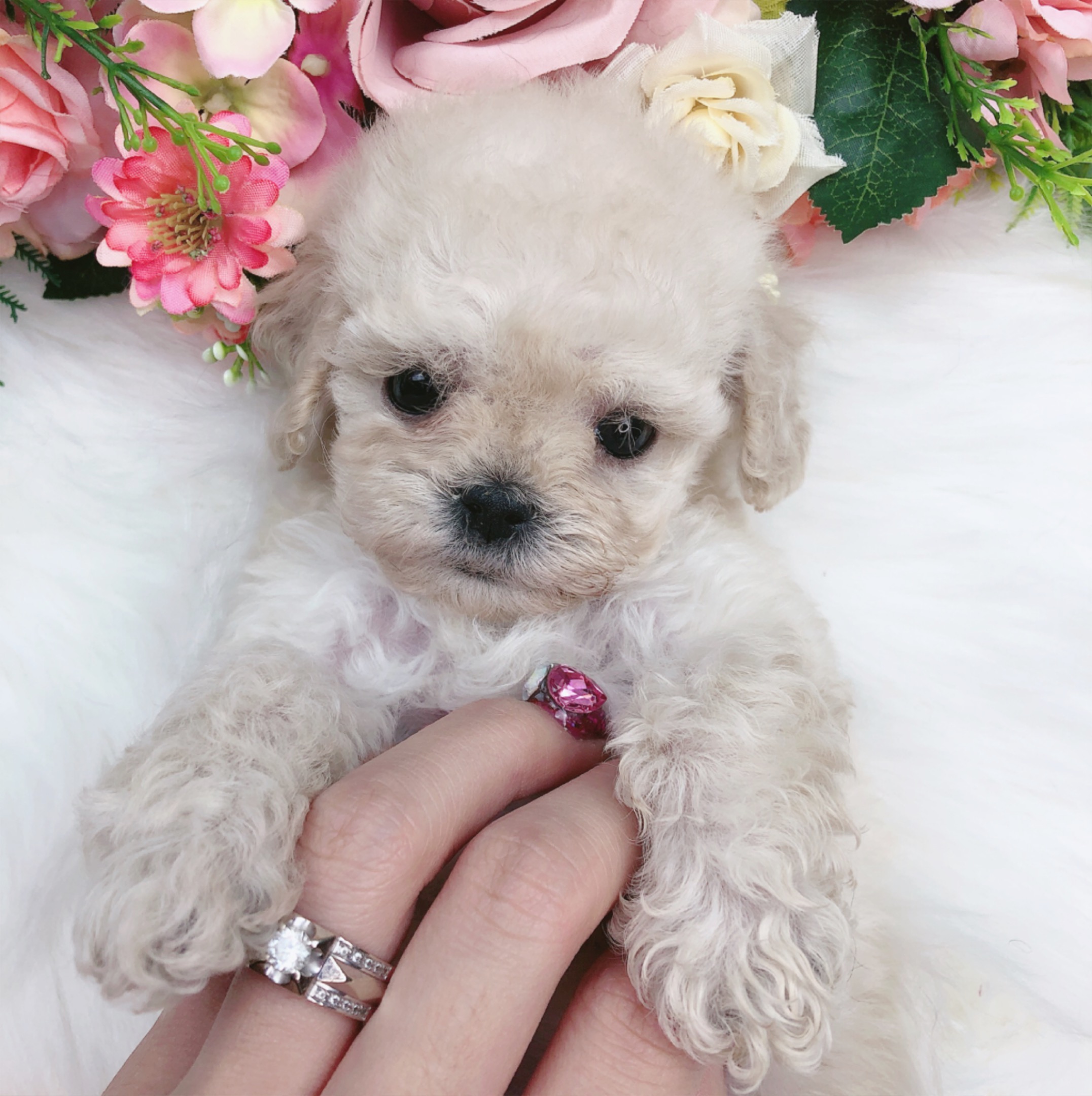 토이푸들 입양합니다