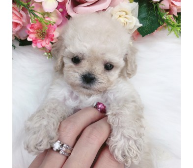 토이푸들 입양합니다