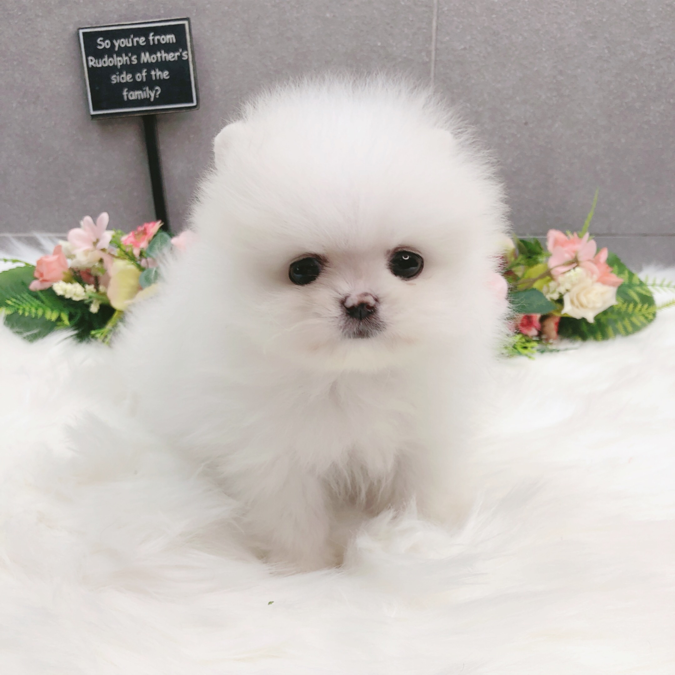 포메라니안 입양합니다