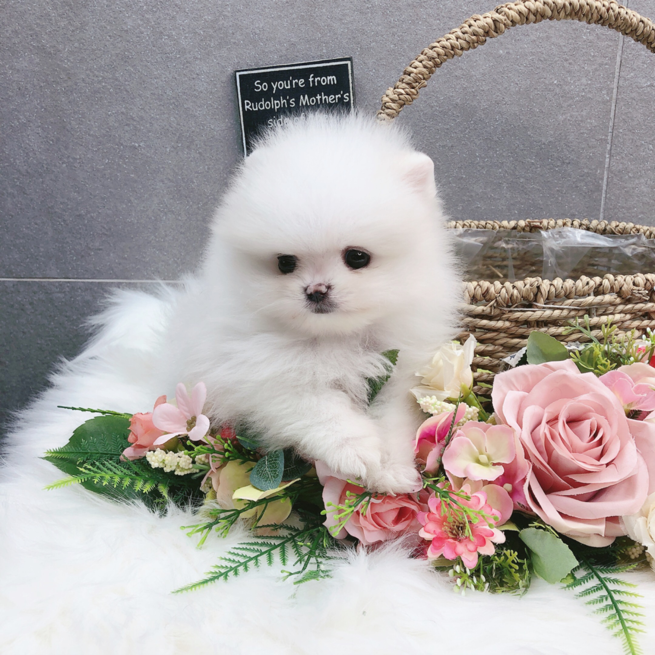 포메라니안 입양합니다