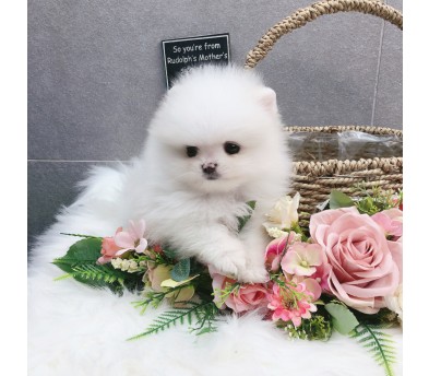 포메라니안 입양합니다