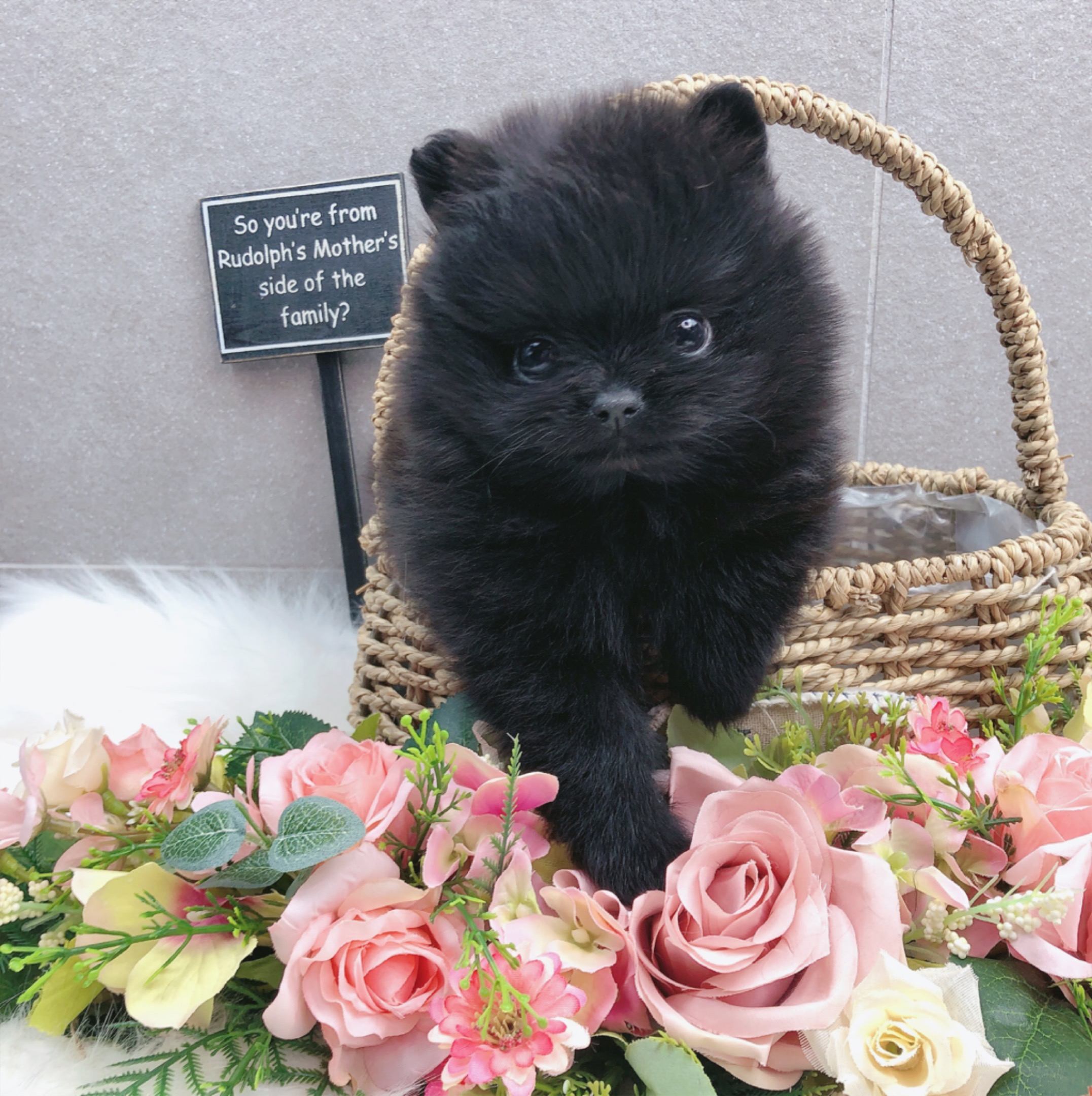 포메라니안 입양합니다