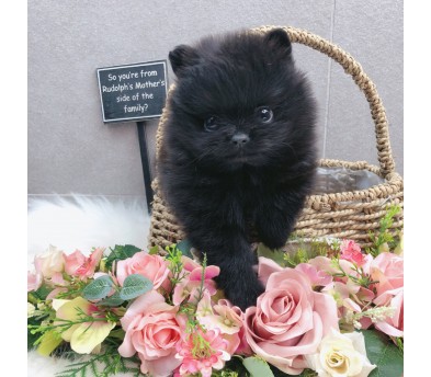 포메라니안 입양합니다