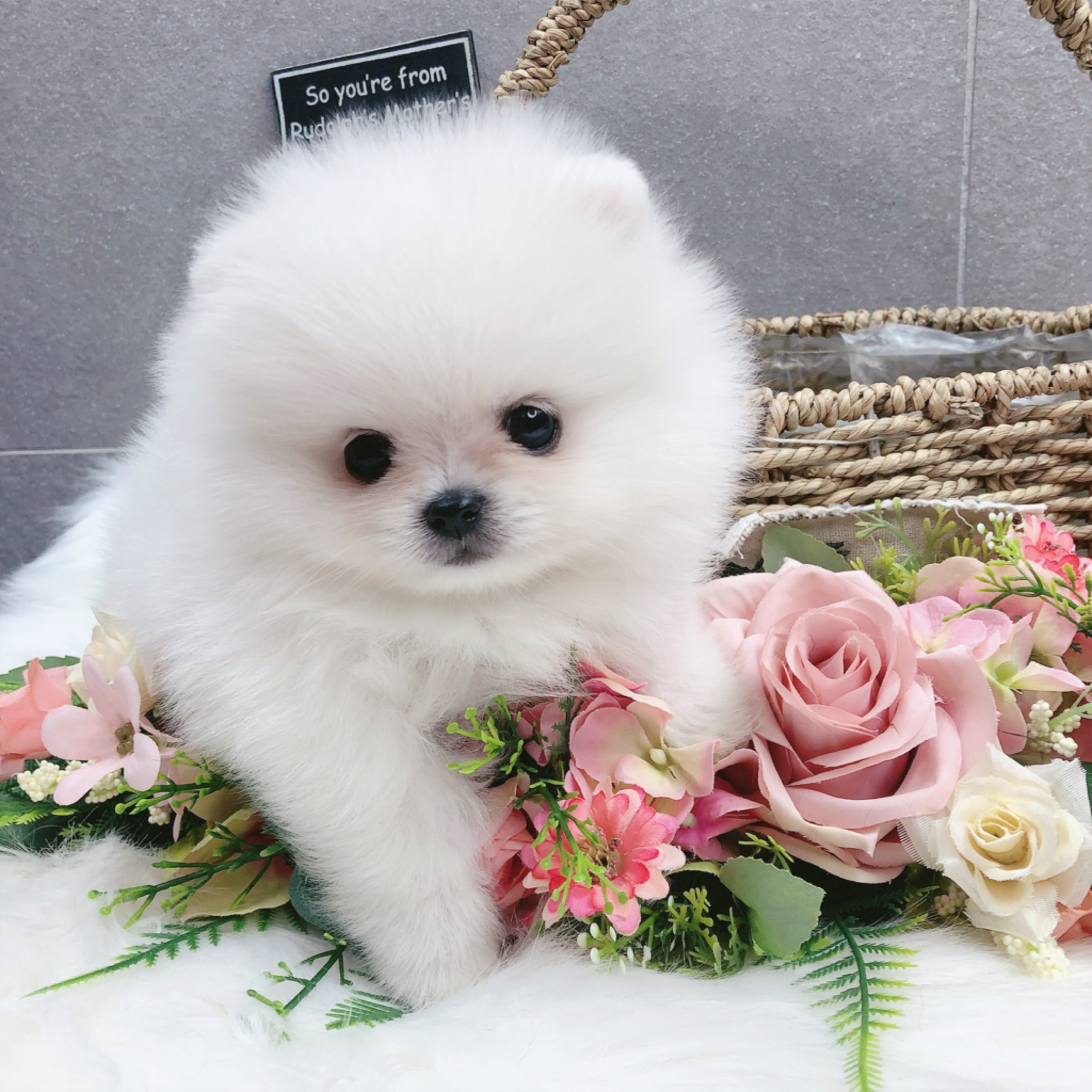 포메라니안 입양합니다