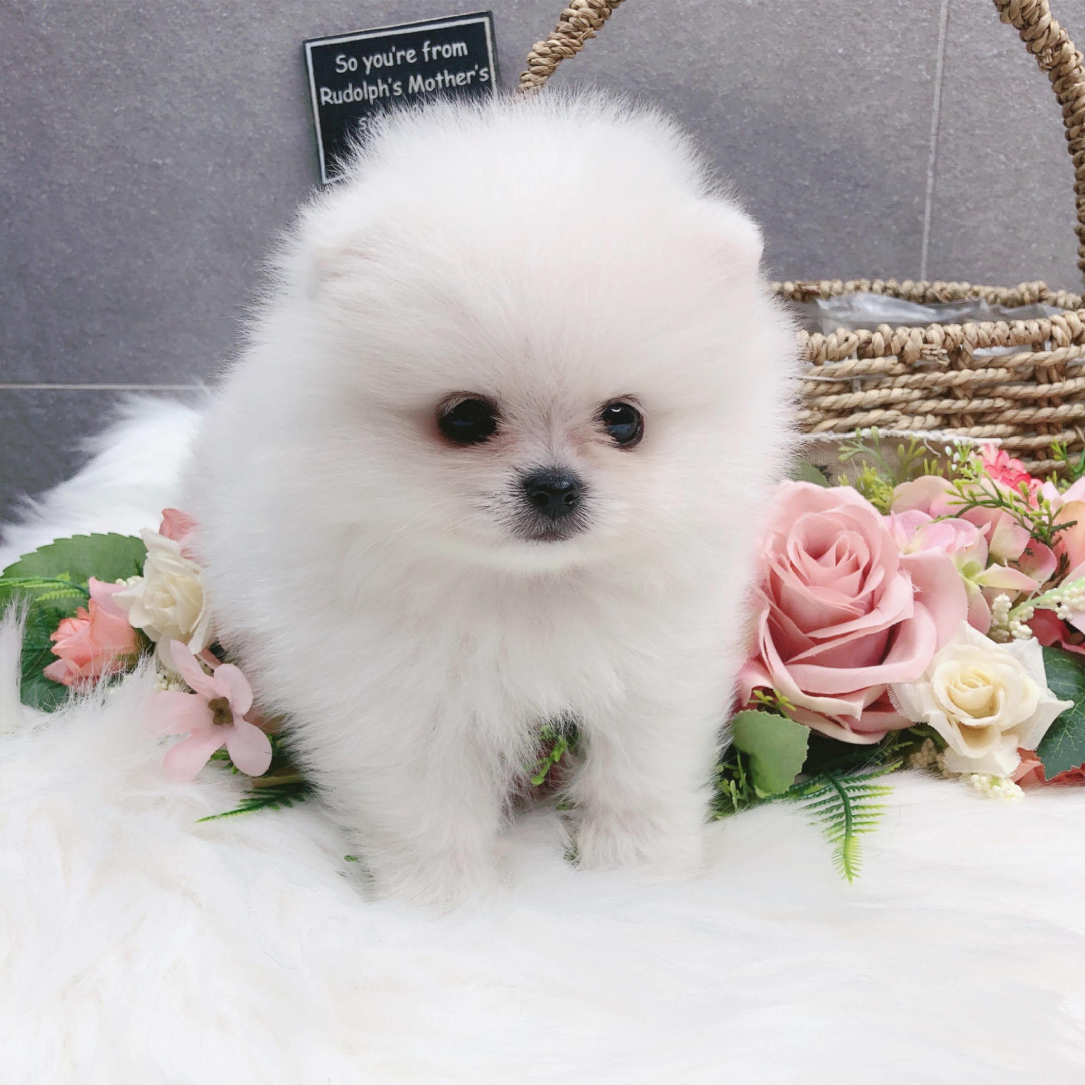 포메라니안 입양합니다