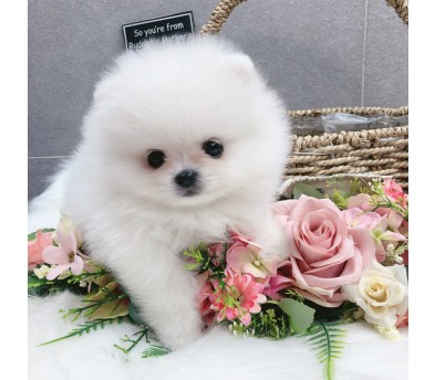 포메라니안 입양합니다