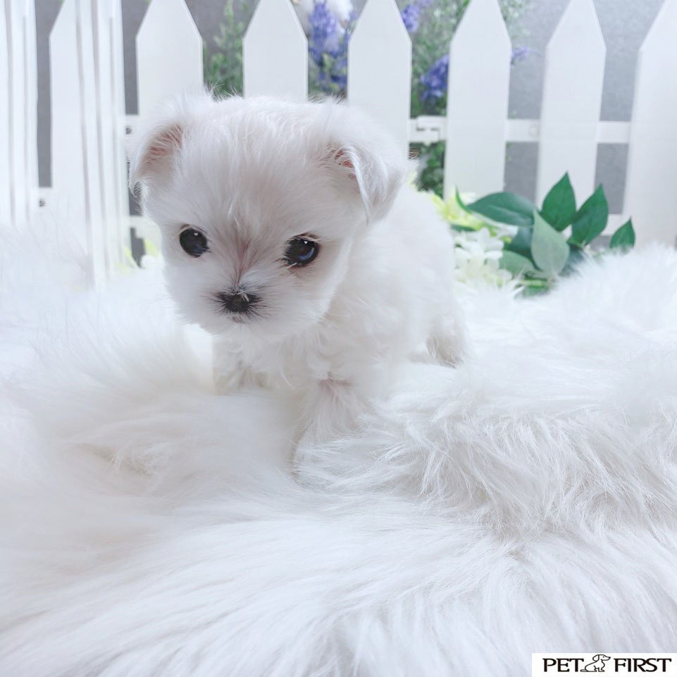 말티즈 입양합니다