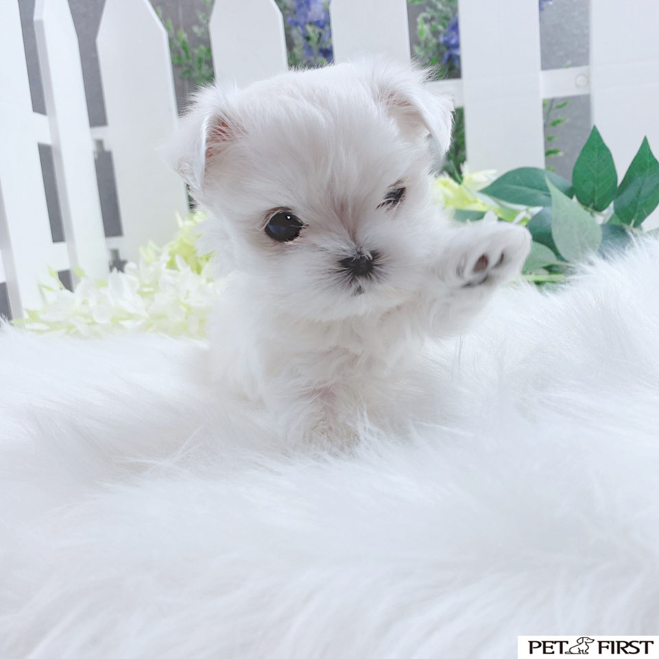 말티즈 입양합니다