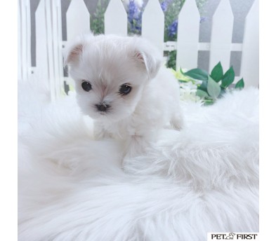 말티즈 입양합니다