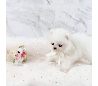 포메라니안 입양합니다