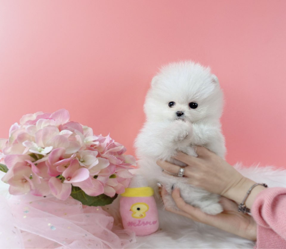 포메라니안 입양합니다