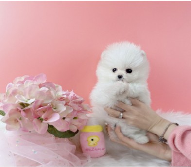 포메라니안 입양합니다