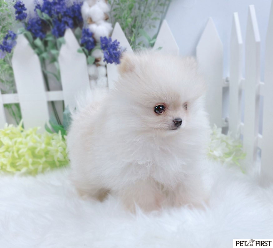 포메라니안 입양합니다