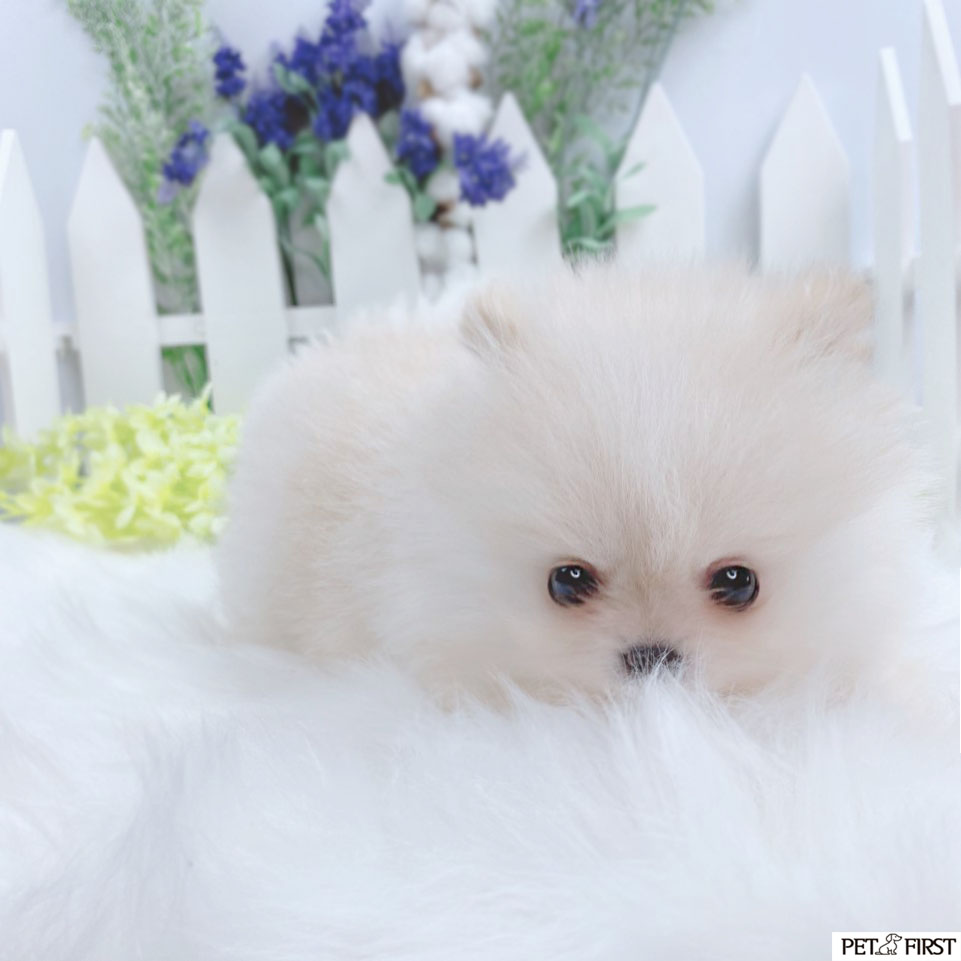 포메라니안 입양합니다