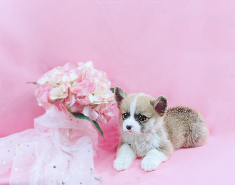 웰시코기 입양합니다