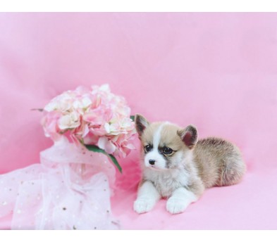 웰시코기 입양합니다