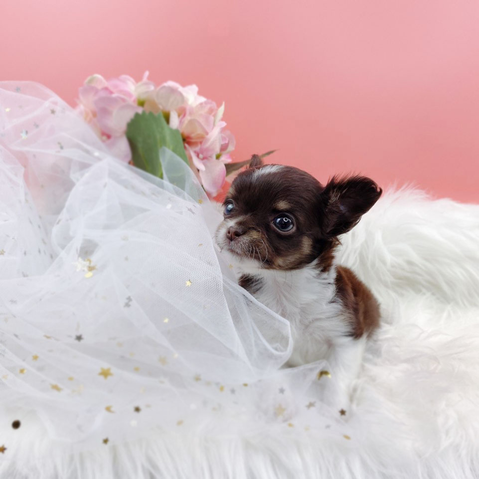 치와와 입양합니다