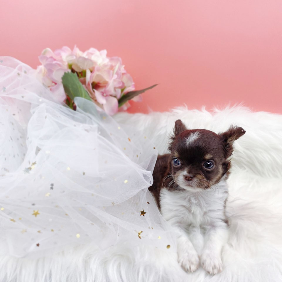 치와와 입양합니다