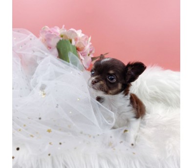 치와와 입양합니다