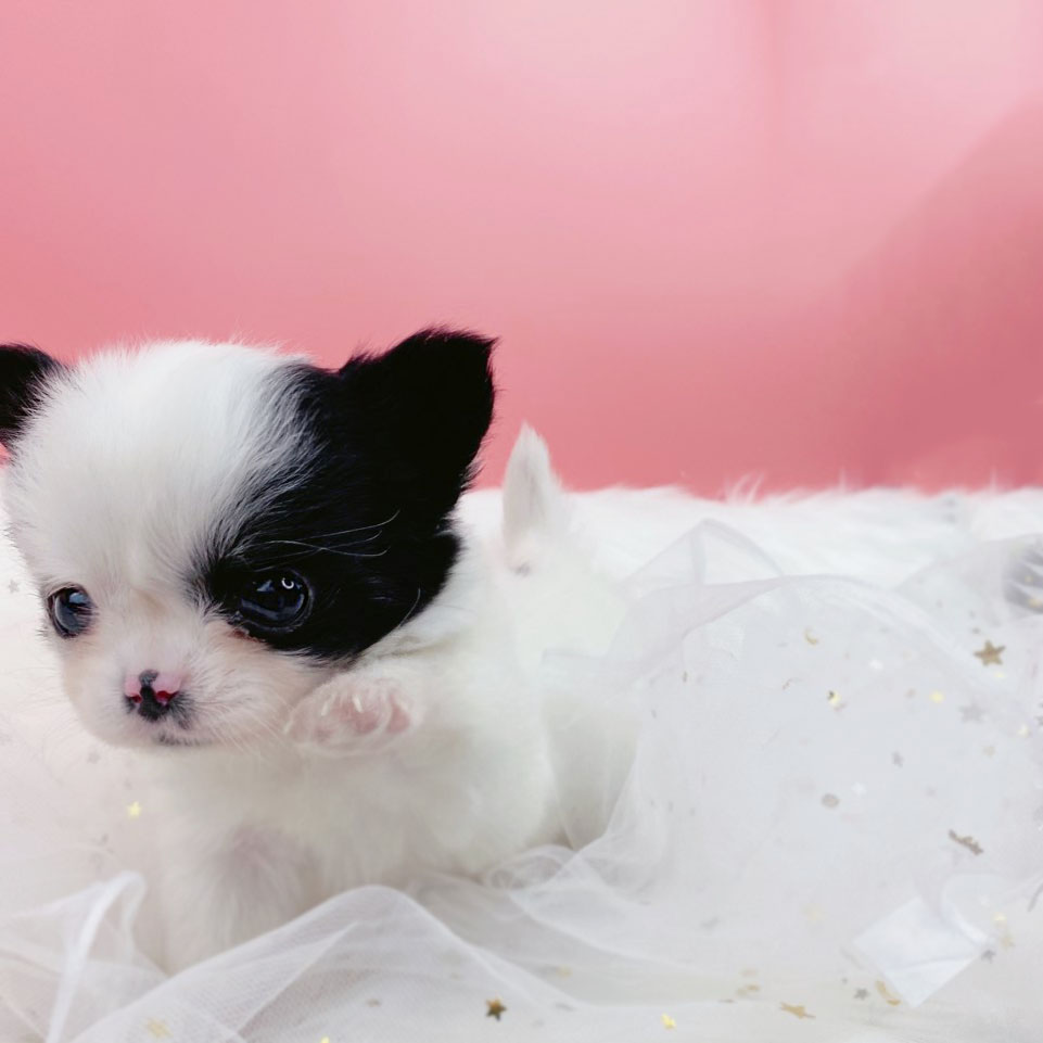 치와와 입양합니다