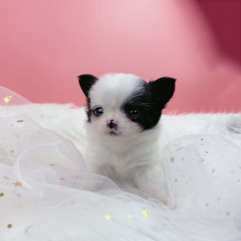 치와와 입양합니다