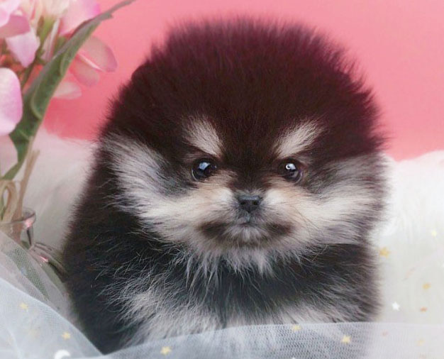 포메라니안 입양합니다