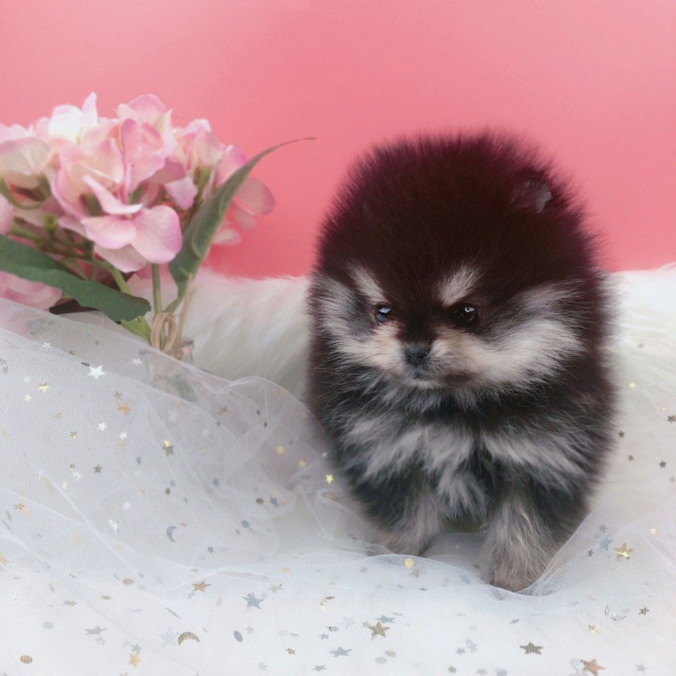 포메라니안 입양합니다