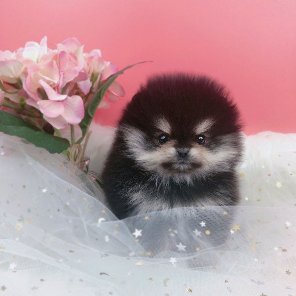 포메라니안 입양합니다