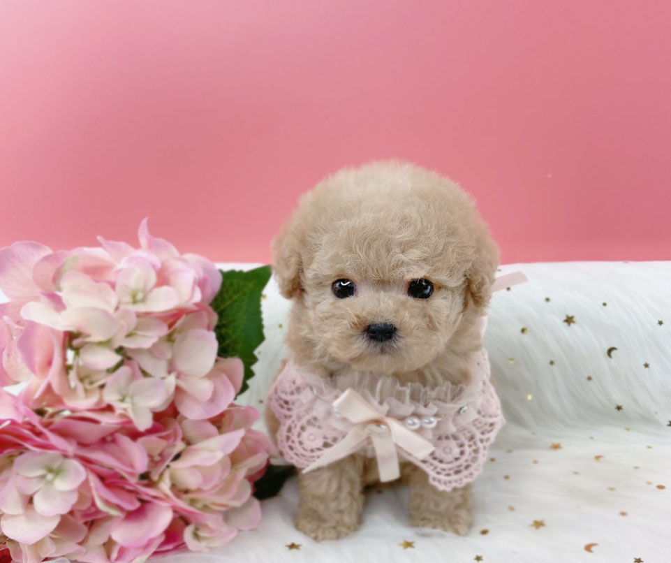 토이푸들 입양합니다