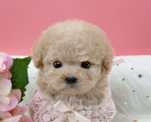 토이푸들 입양합니다