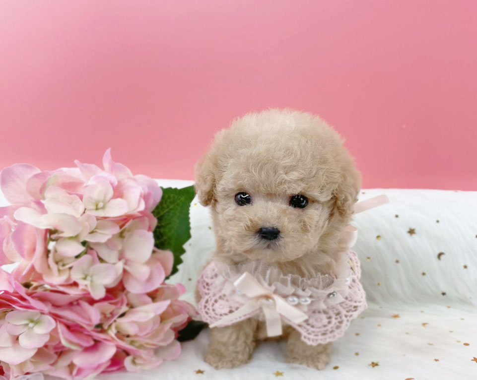 토이푸들 입양합니다