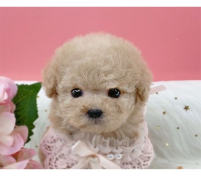 토이푸들 입양합니다