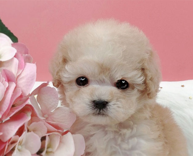 토이푸들 입양합니다