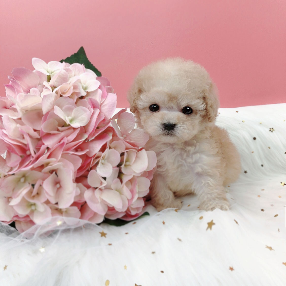 토이푸들 입양합니다