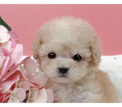 토이푸들 입양합니다