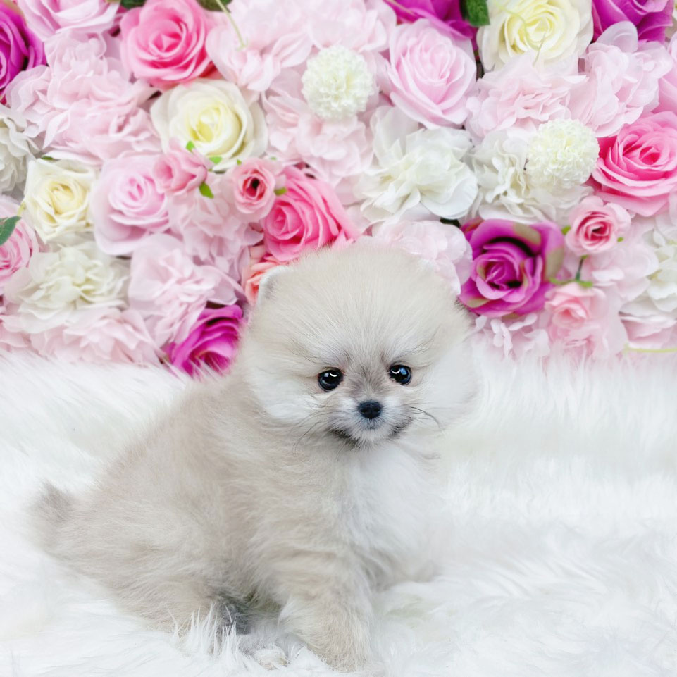 포메라니안분양(20만원부터)