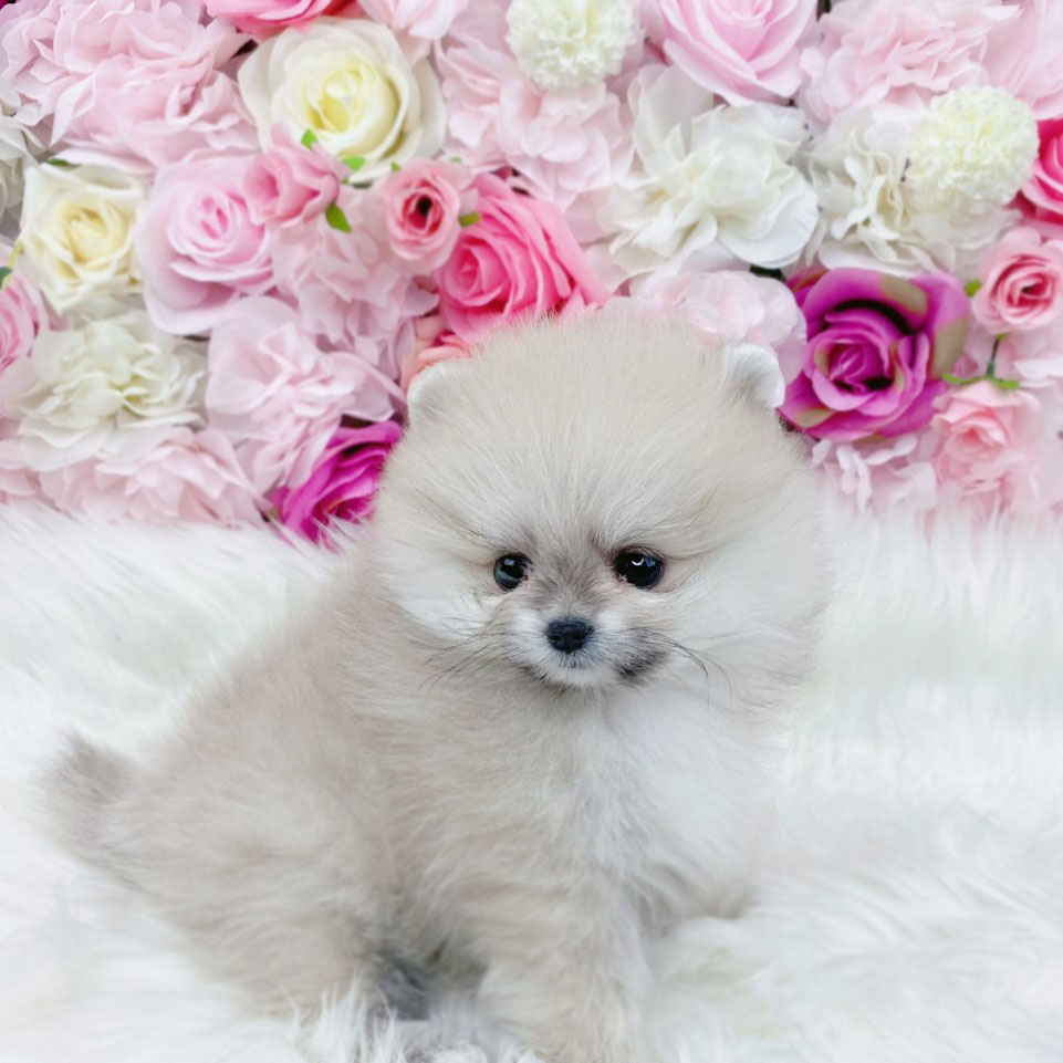 포메라니안분양(20만원부터)