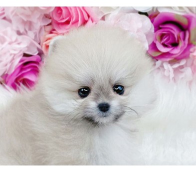 포메라니안분양(20만원부터)